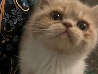 Exotic cats SHOW QUALITY EXOTICS KITTENS - Advert 2