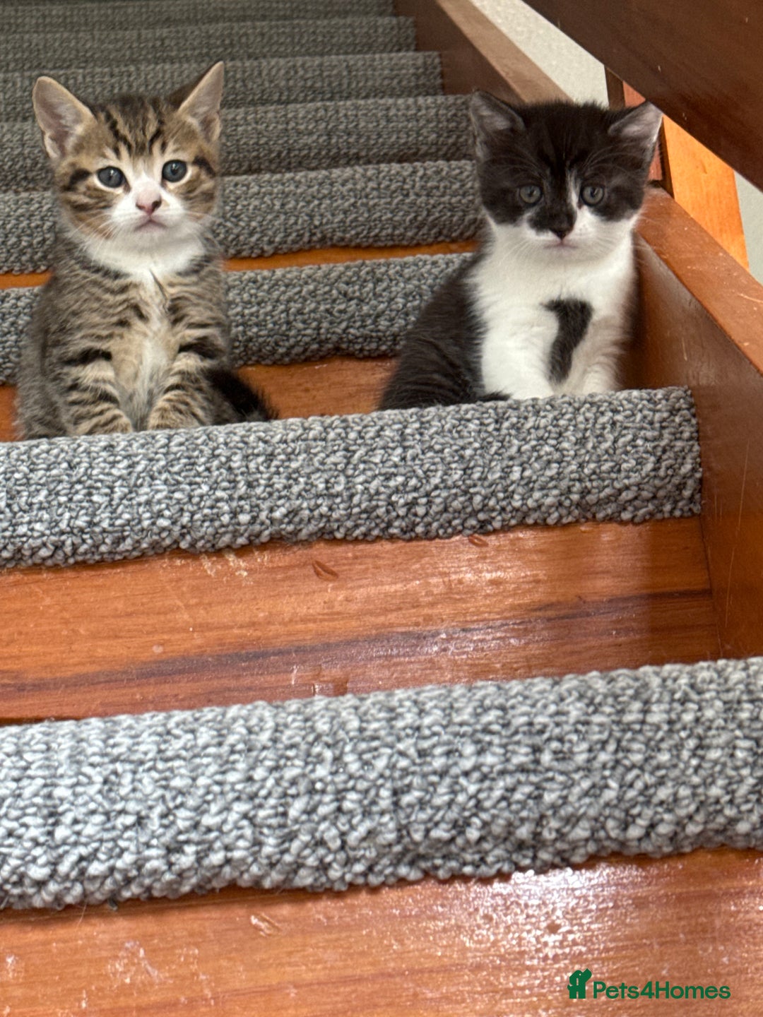 British Shorthair cats for sale: Beautiful half BSH Kittens  - Image 12