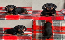 Miniature Dachshund dogs for sale: STUNNING DACHSUND PUPPIES  - Image 19