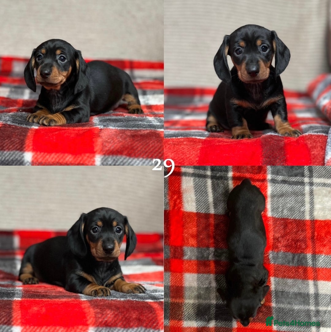 Miniature Dachshund dogs for sale: STUNNING DACHSUND PUPPIES  - Image 19