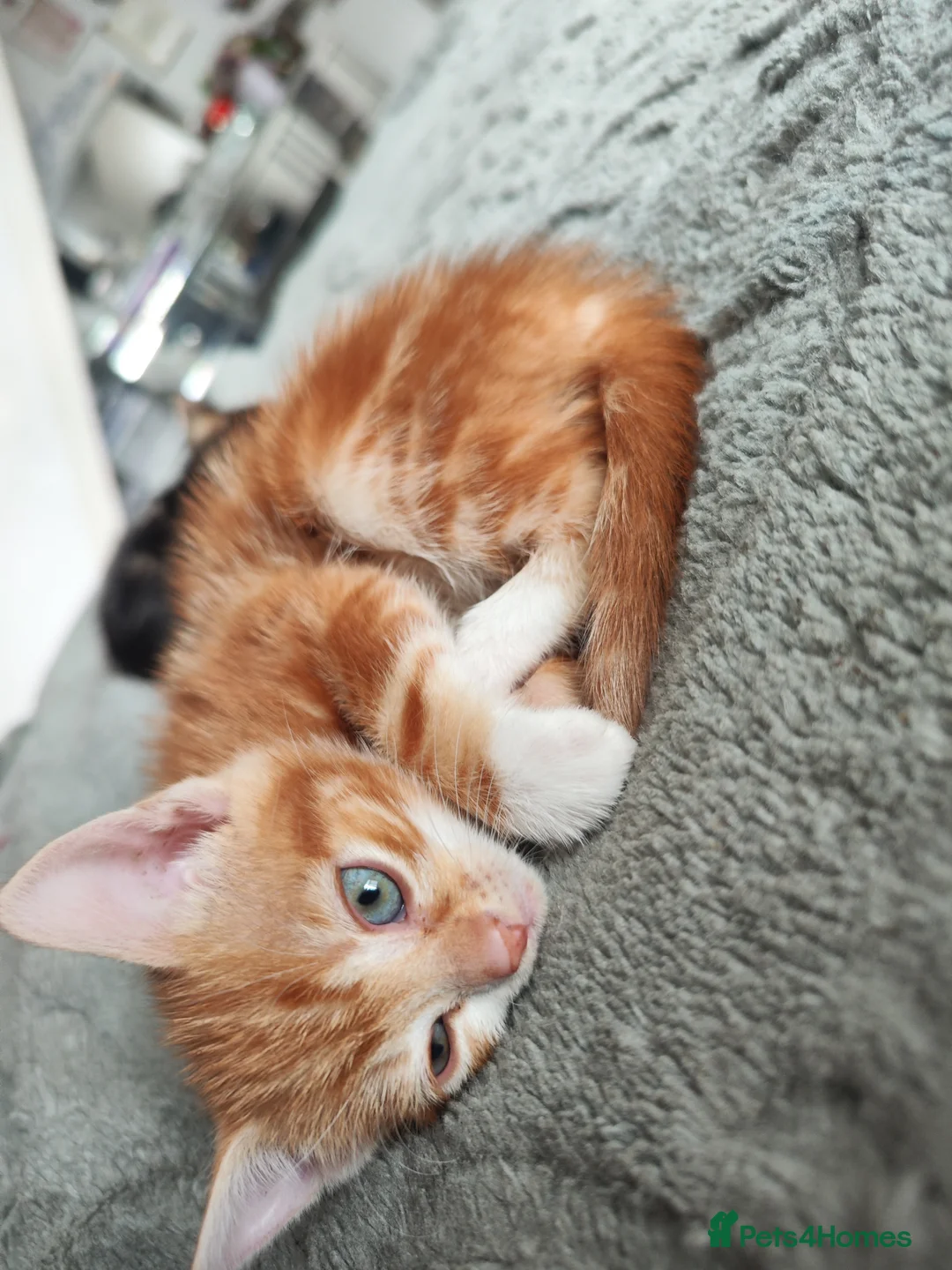 British Shorthair cats for sale: Kittens  - Advert 2