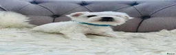 Maltese dogs for sale: Maltese puppies-small size !!!  - Advert 8