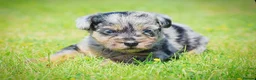 Mixed Breed dogs for sale: Beautiful litter of Patterpoo’s   - Advert 12