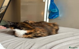 Domestic Shorthair cats for sale: Bonded sisters, please adopt together!  - Image 8