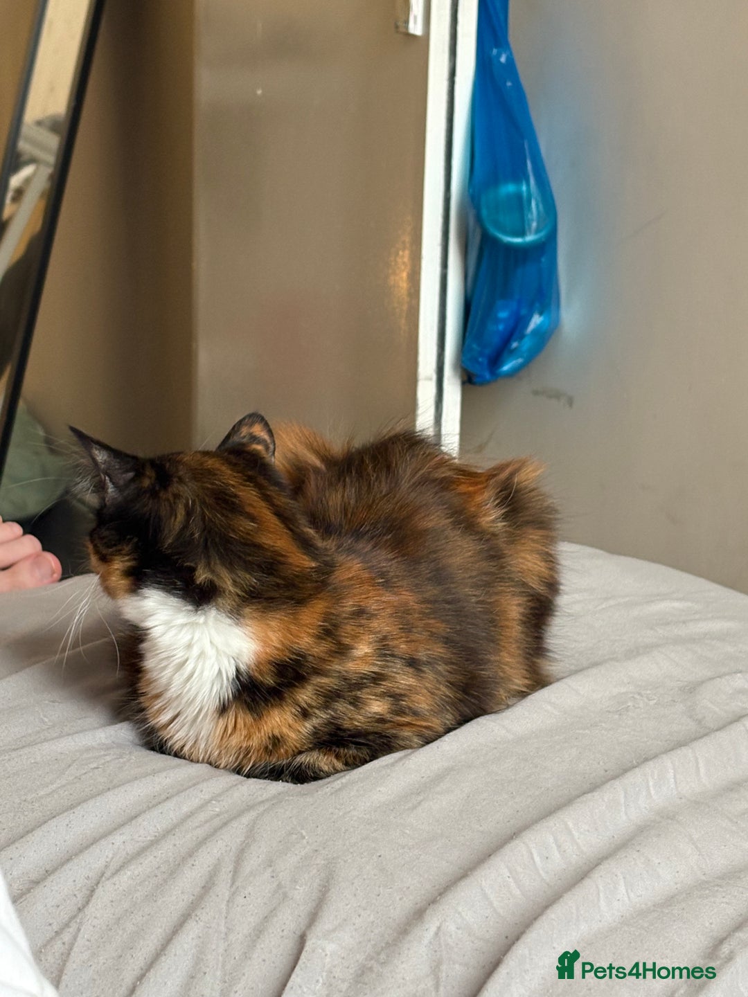 Domestic Shorthair cats for sale: Bonded sisters, please adopt together!  - Image 8