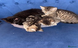 Bengal cats for sale: Bengal cross Russian blue kitten  - Image 3