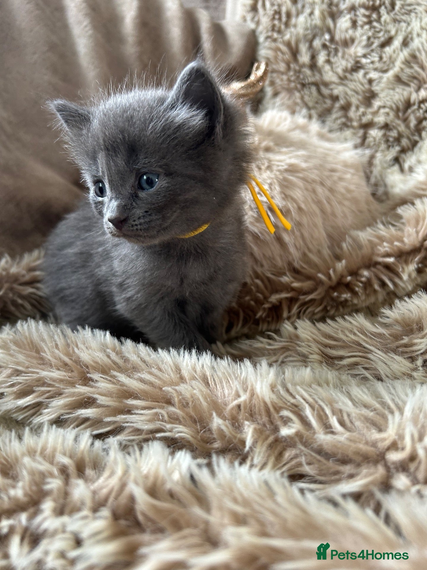 Ragdoll cats Ragdoll x BSH kittens  - Advert 17