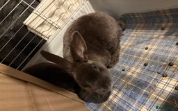 Netherland Dwarf rabbits for sale: Netherland dwarf rabbits  - Image 3
