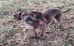 Mixed Breed dogs for sale: Peggy needs a loving home  - Image 2
