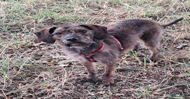 Mixed Breed dogs - Advert 7