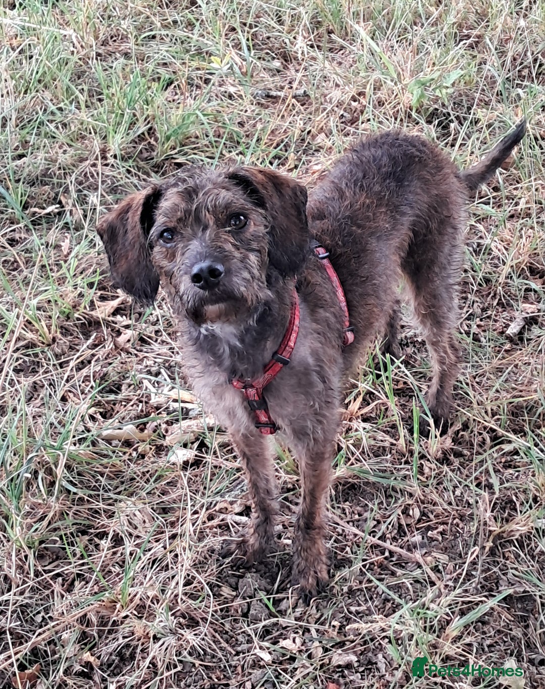 Mixed Breed dogs for sale: Peggy needs a loving home  - Image 2