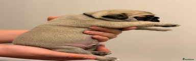 Pug 2