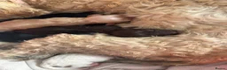 Cockapoo dogs for sale: F1B cockapoo  - Advert 7