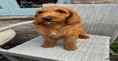 Goldendoodle dogs - Advert 6