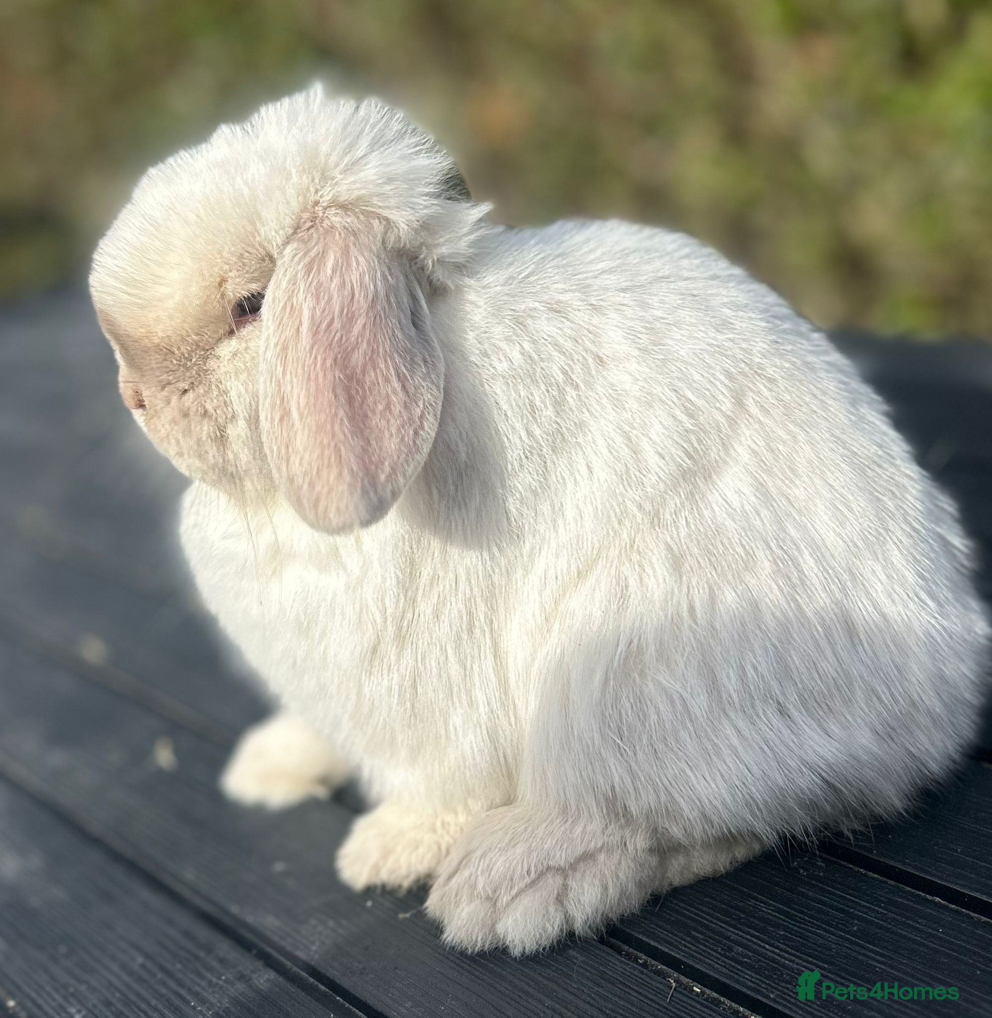 Mini Lop rabbits PEDIGREE MINI LOP BABIES READY TO RESERVE  - Advert 11