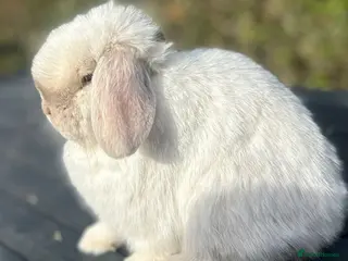 Mini Lop rabbits PEDIGREE MINI LOP BABIES READY TO RESERVE - Advert 11