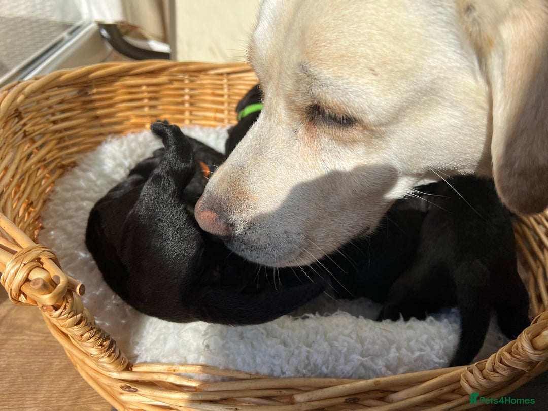 Labrador Retriever dogs for sale: KC DNA TESTED STUNNING ROBUST PUPPIES - Image 3