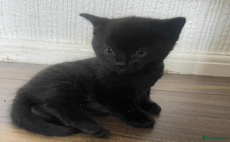 Mixed Breed cats - Advert 12