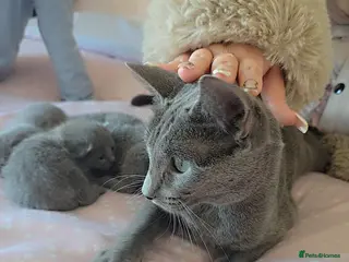 Russian Blue cats Tica Registered Russian blues - Advert 1