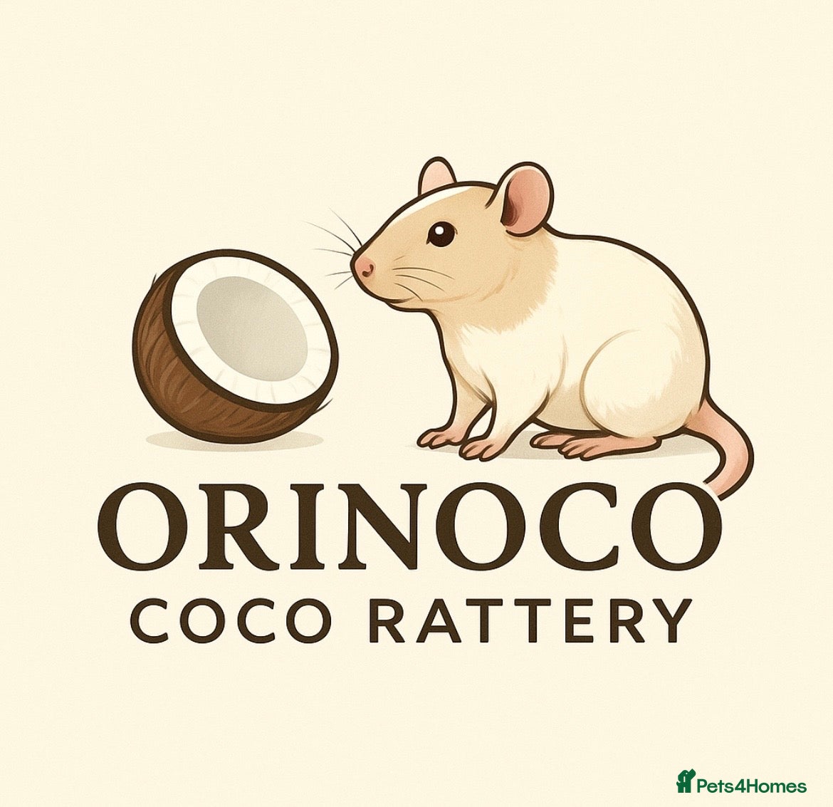 Rat rodents Waiting list for Siamese Rats  - Advert 14