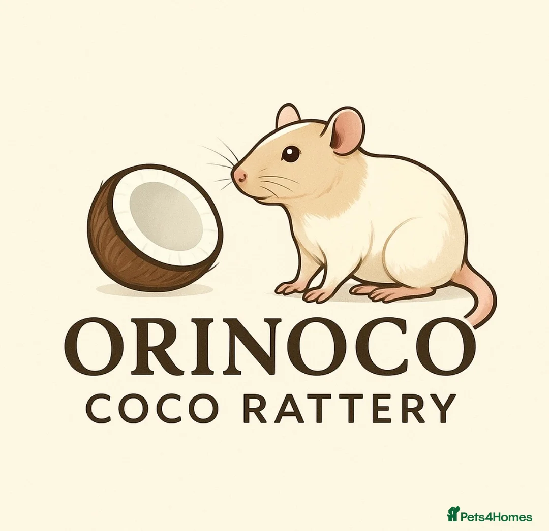 Rat rodents for sale: Waiting list for Siamese Rats  - Advert 1