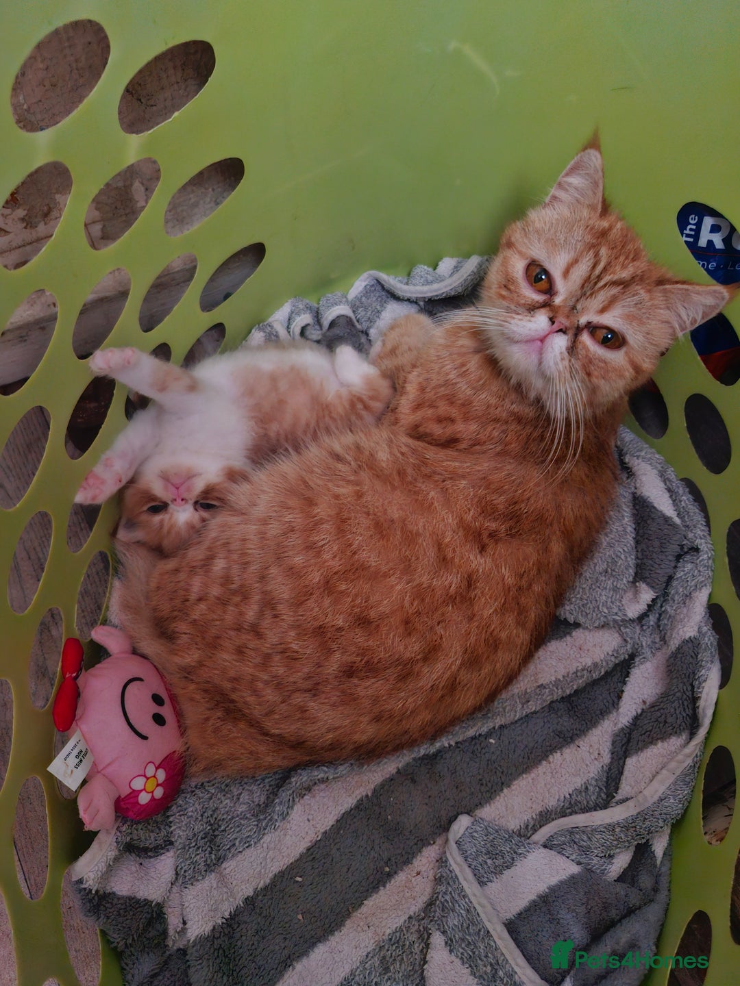 Persian cats for sale: Boy burbol Persian  - Image 5