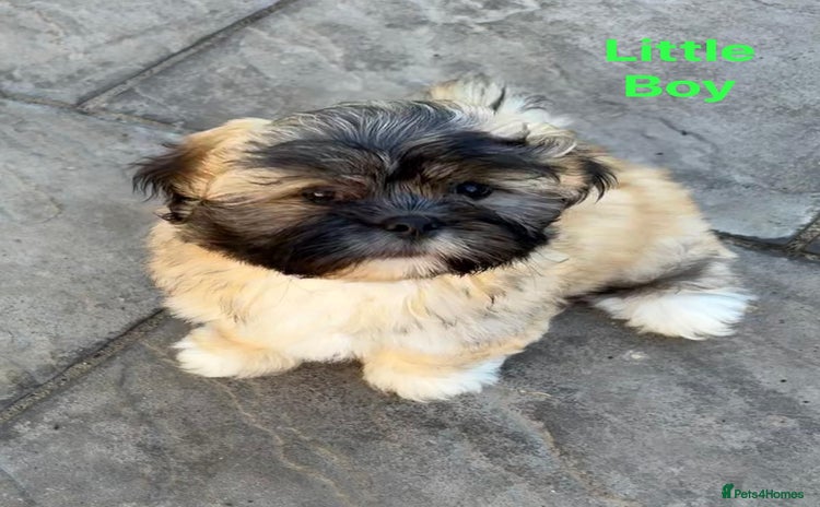 Lhasa Apso dogs - Advert 1