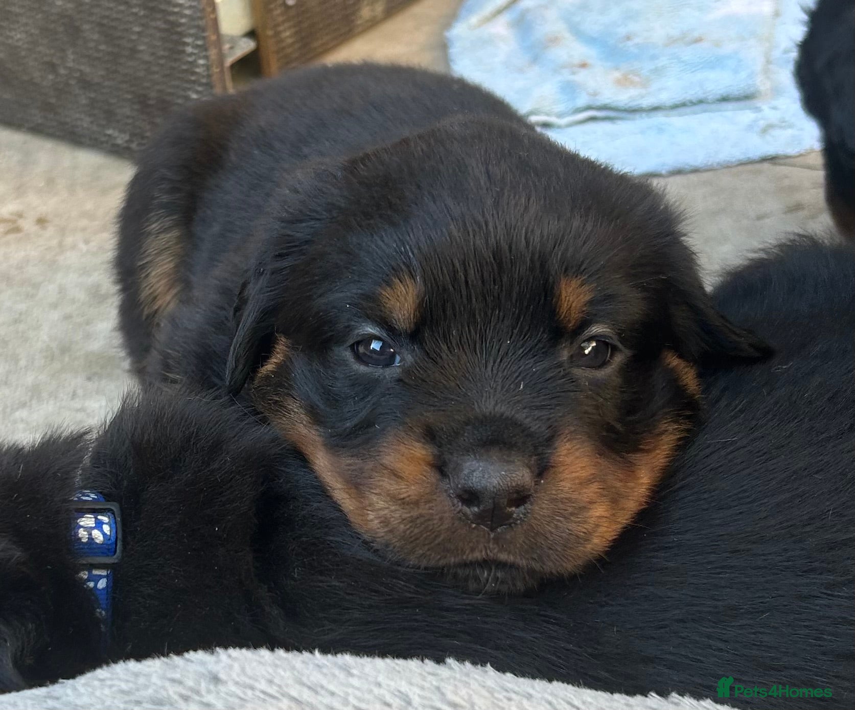 Rottweiler dogs Rottweilers 5 short coats❤️2 long coats  - Advert 2