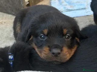 Rottweiler dogs Rottweilers 5 short coats❤️2 long coats - Advert 2