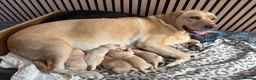 Labrador Retriever dogs for sale: 6 Gorgeous KC Labrador Pups  - Advert 4