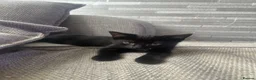 Mixed Breed cats for sale: Mix breed kittens  - Advert 3