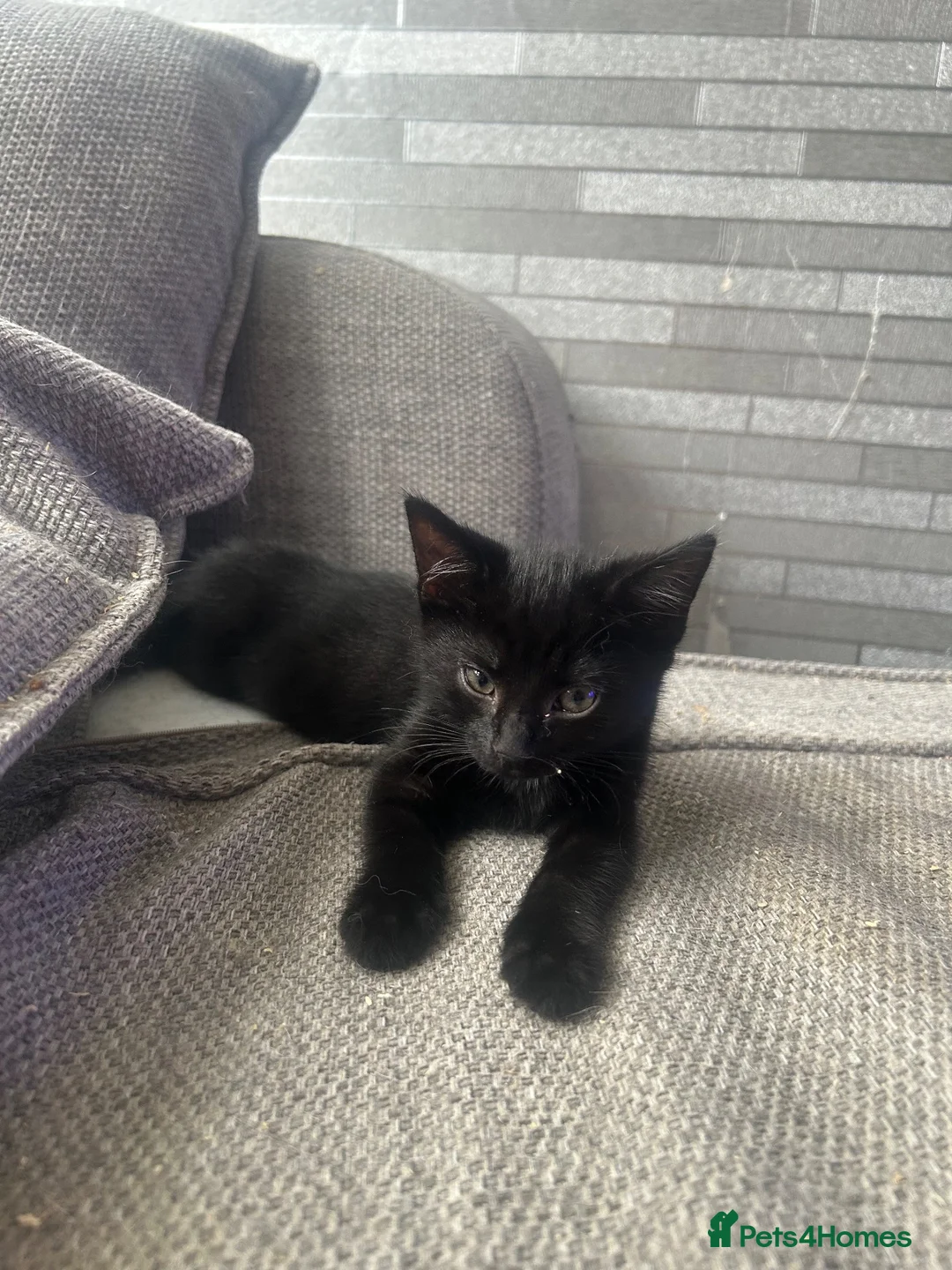 Mixed Breed cats for sale: Mix breed kittens  - Advert 3