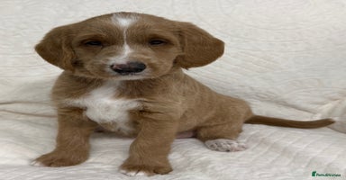 Australian Labradoodle dogs Australian Labradoodle Pups  - Advert 7