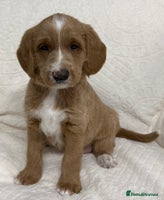 Australian Labradoodle dogs Australian Labradoodle Pups - Advert 7