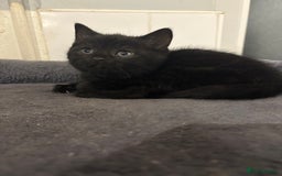 Mixed Breed cats for sale: British Shorthair X - Image 11