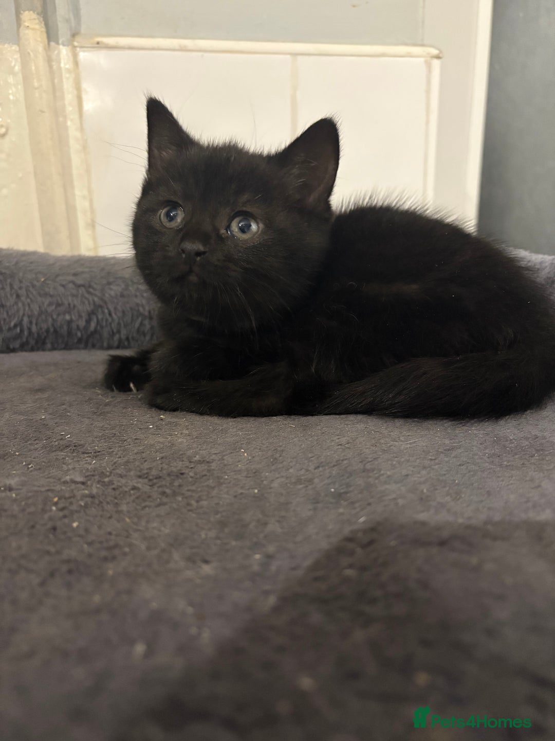 Mixed Breed cats for sale: British Shorthair X - Image 11