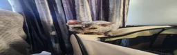 Devon Rex cats for sale: Two Devon Rex kittens for sale!!! - Advert 16
