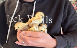 Chickens poultry for sale: VARIOUS DAY OLD CHICKS  - Image 1