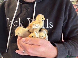 Chickens poultry - Advert 3