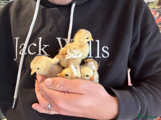 Chickens poultry - Advert 1