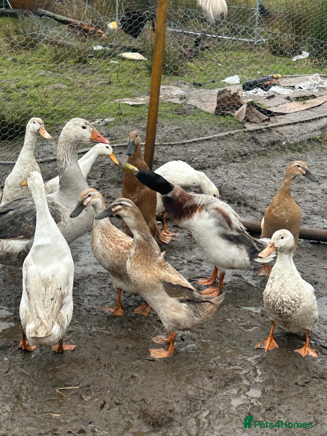 Mixed Breed poultry for sale: Mixed Poultry for Sale (See Description) - Advert 11