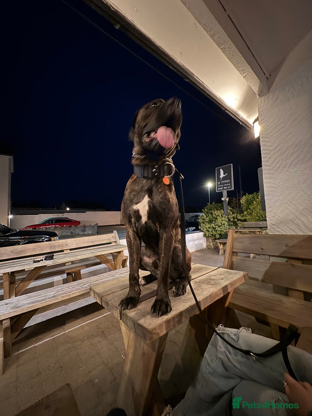 Cane Corso dogs for sale: Clay cane corso - Image 5
