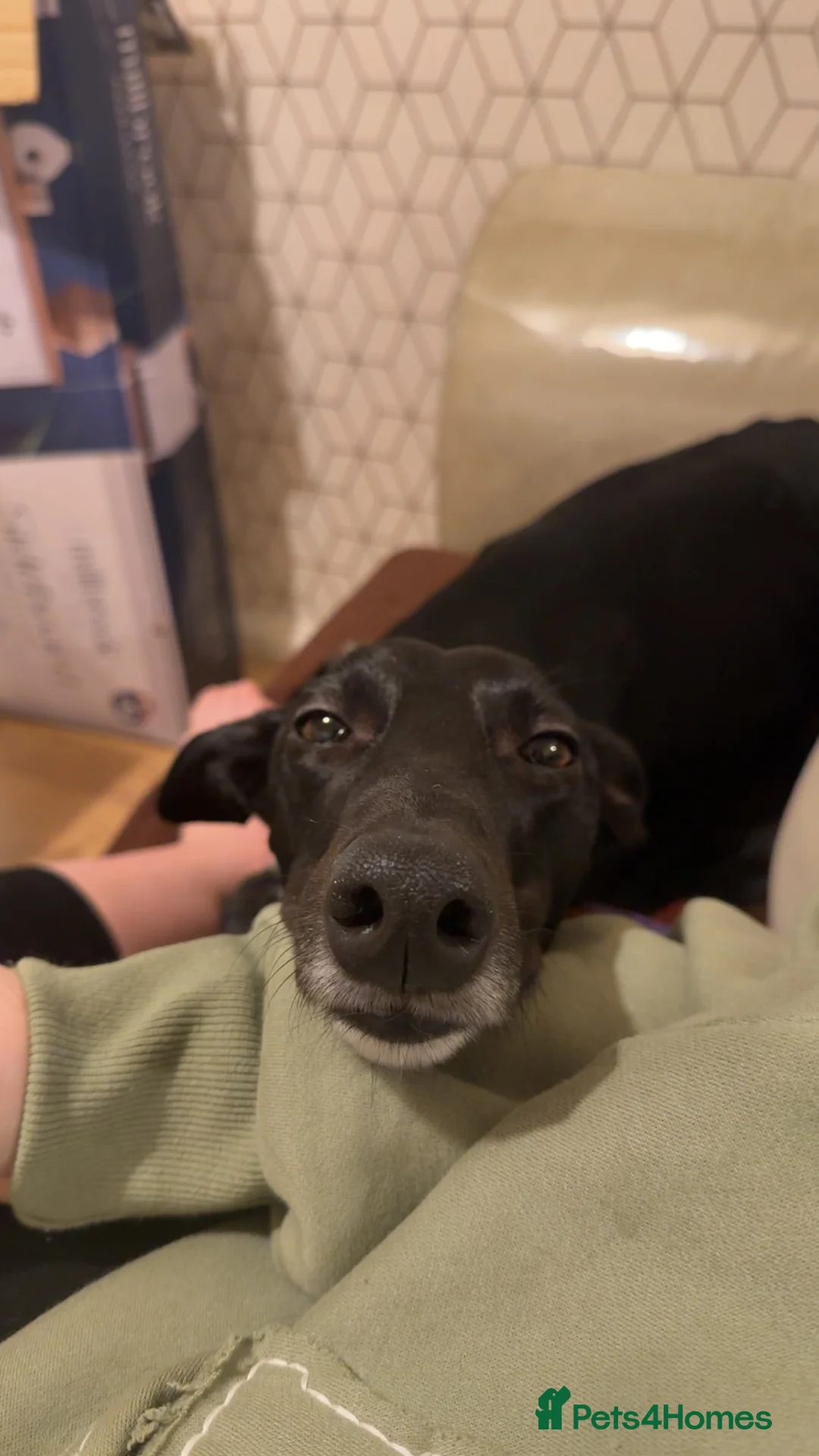 Lurcher dogs for sale: Male lurcher looking for a new home in Durham - Advert 1