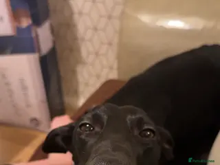 Lurcher dogs Male lurcher looking for a new home in Durham - Advert 1