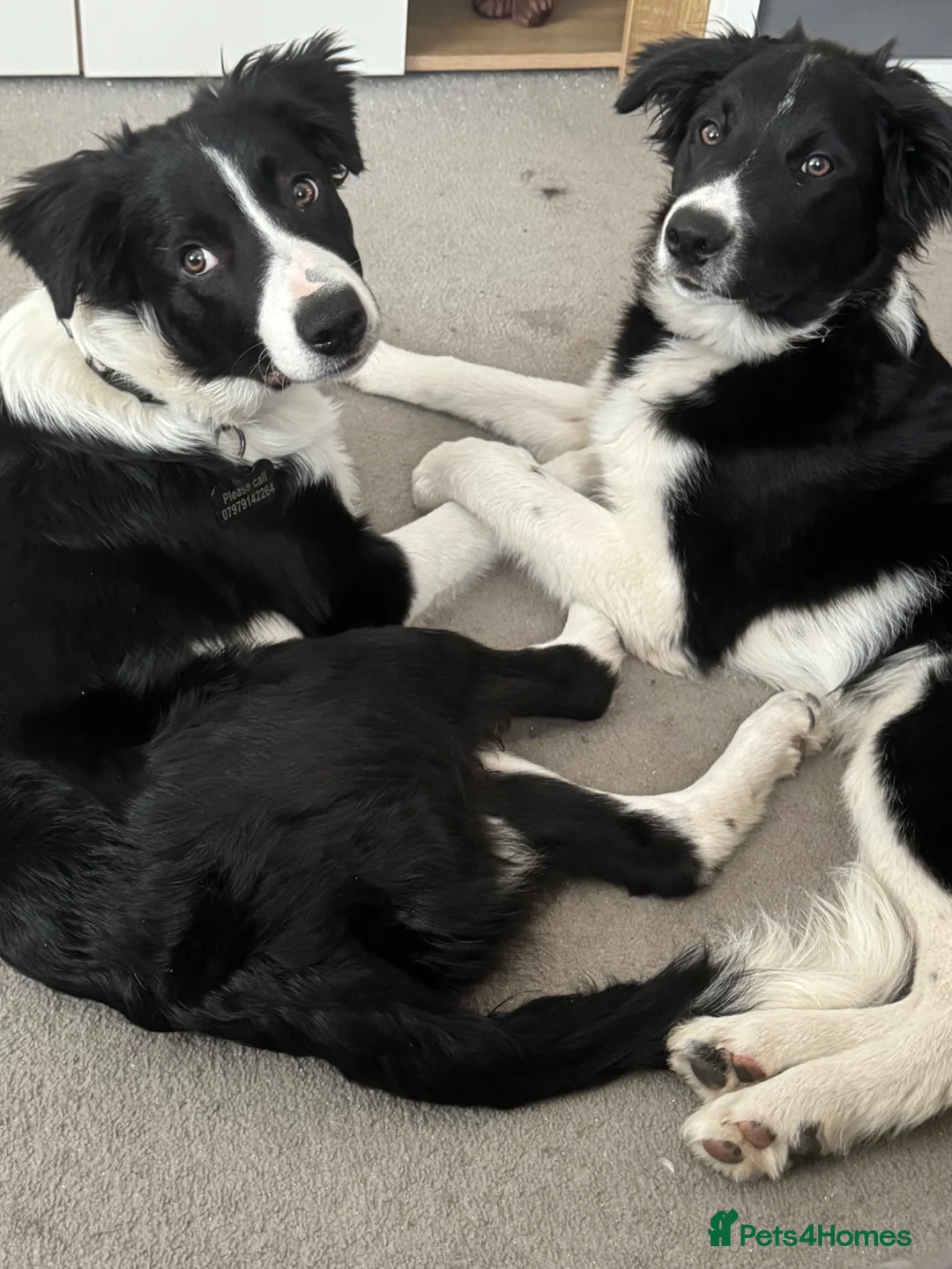 Border Collie dogs for sale: Border Collie Pup - Advert 10