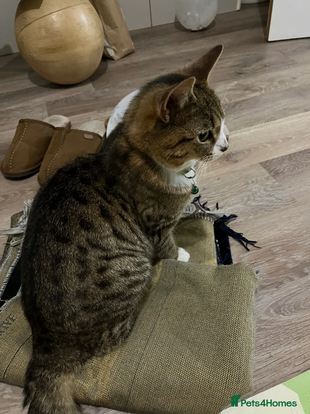 Mixed Breed cats for sale: 3 cats needing good homes in Manchester - Advert 11