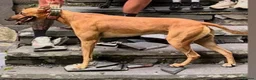 Lurcher dogs for sale: Wheaten bull greyhound in Caernarfon - Advert 8