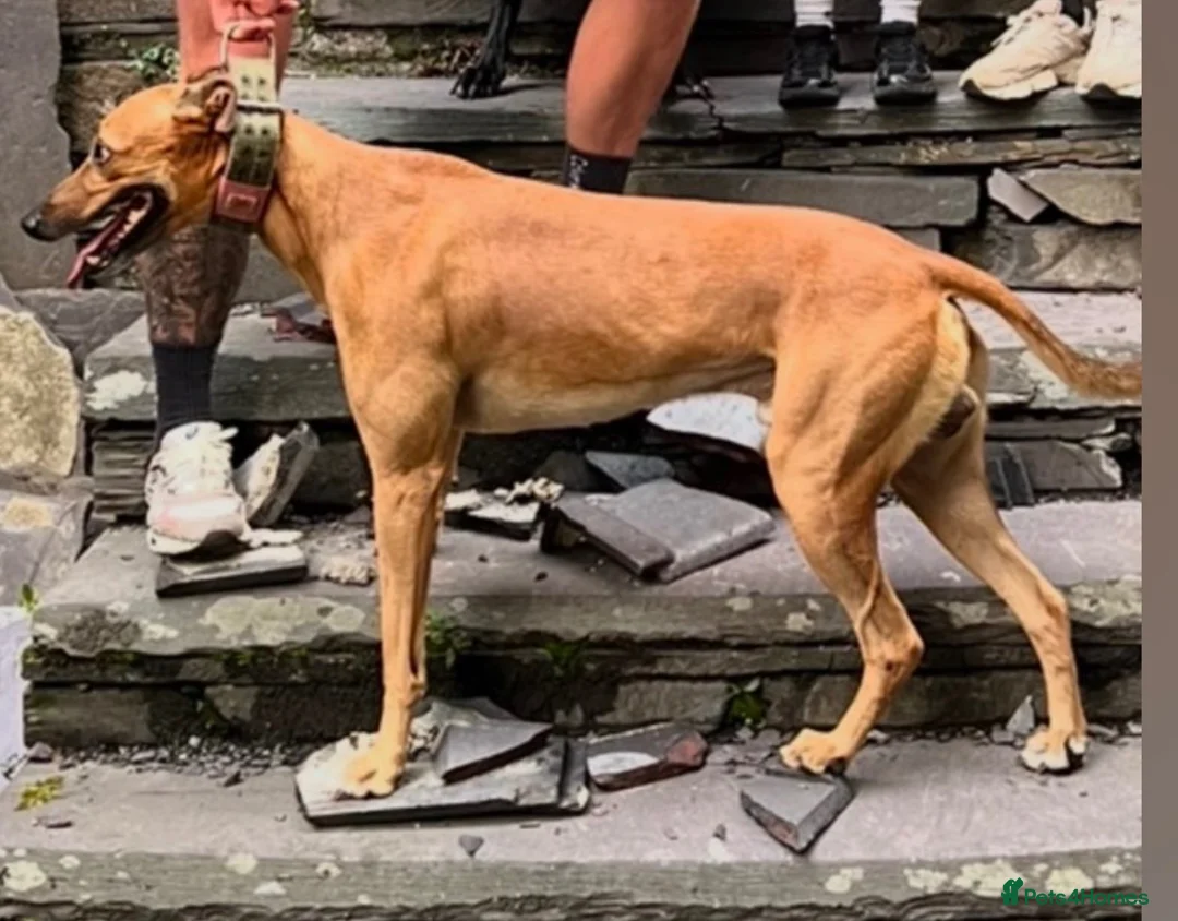 Lurcher dogs for sale: Wheaten bull greyhound in Caernarfon - Advert 8
