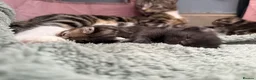 Domestic Shorthair cats for sale: 4 beautiful tabby kittens.   - Advert 19