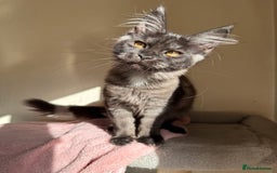 Maine Coon cats for sale: Pedigree GCCF Russian Import line Maine Coons - Image 11